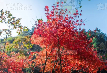 深圳往返【聖誕節·桂林專屬高鐵包廂】古東紅楓林<香格里拉大酒店Live Band粵語金曲+豐富自助晚宴包場>（專場歌舞煙花Show）船遊一江四湖 銀子岩 穿山·塔山清影 純玩4天
